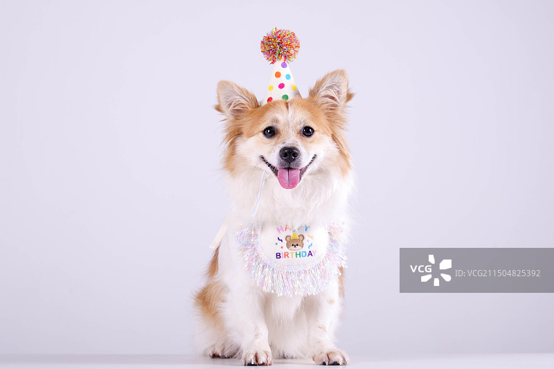 柯基犬写真图片素材