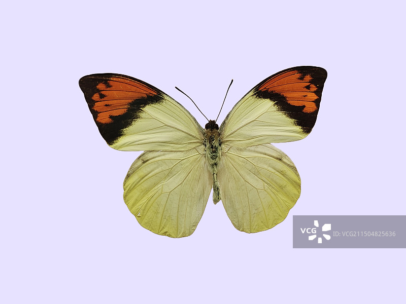 蝴蝶标本图片素材