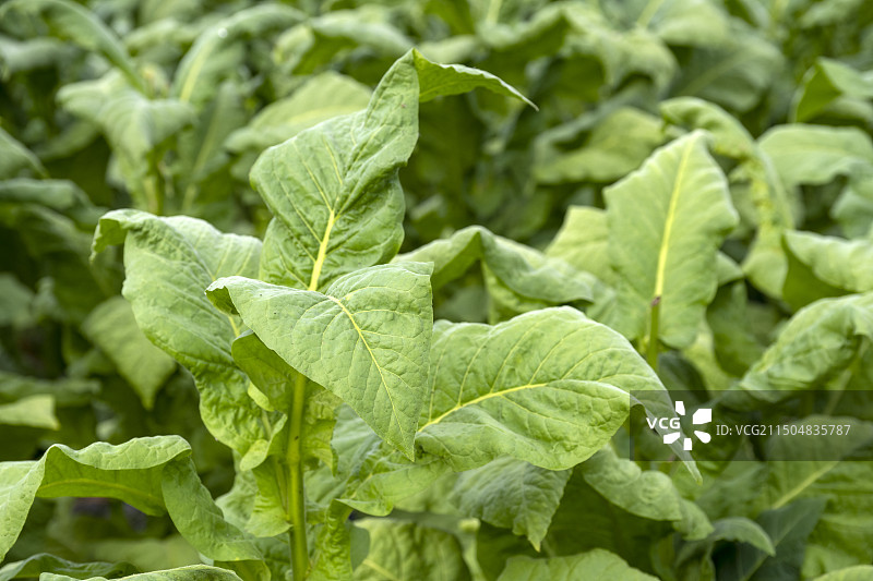 烟叶烟草绿叶子黄金叶植物自然风景田园风光图片素材