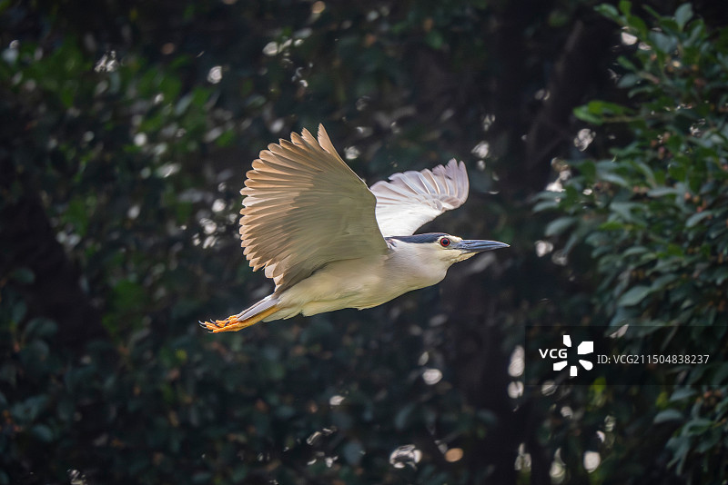 夜鹭飞图片素材