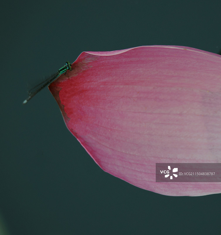 爱色的豆娘图片素材