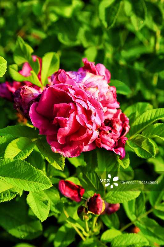 玫瑰花香美图片素材