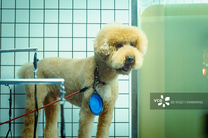 狗站在窗边的特写镜头图片素材