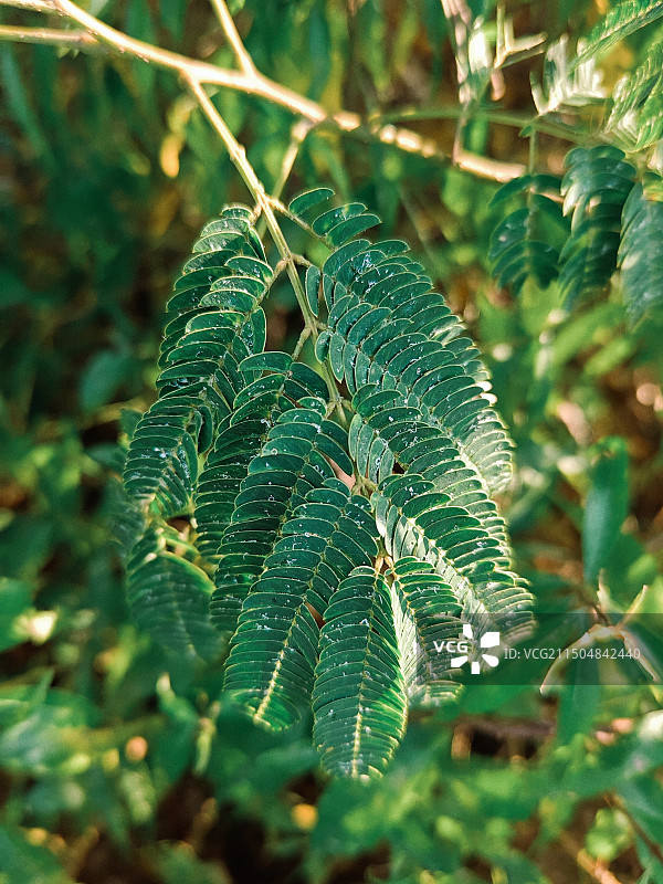 芙蓉叶子，草叶子图片素材