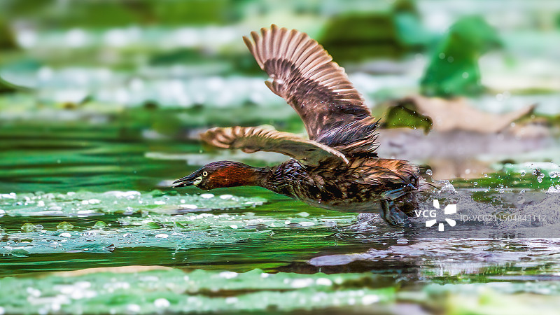 小鸊鷉图片素材