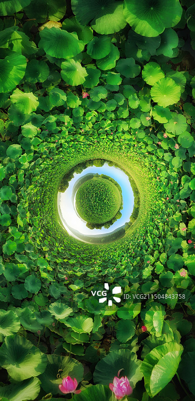接天莲叶无穷碧图片素材