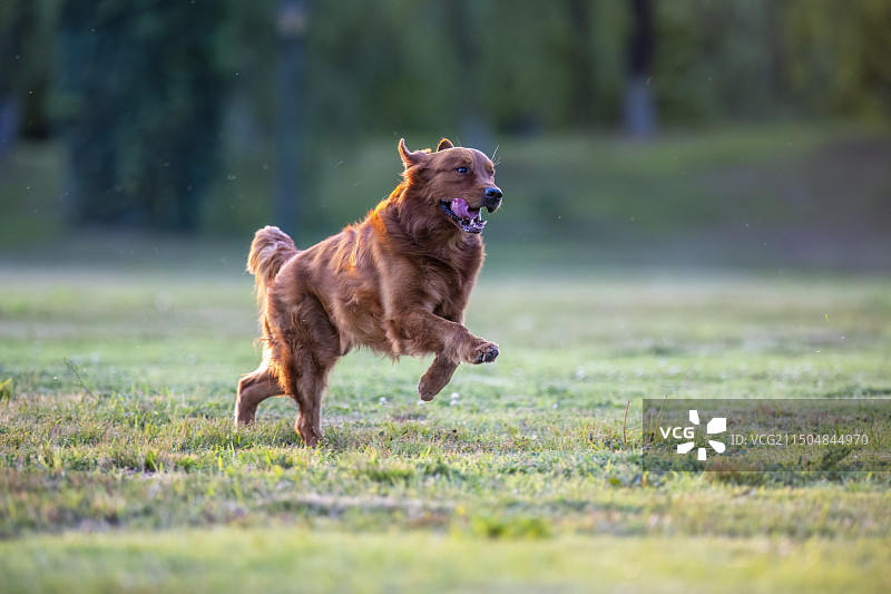 萌宠，金毛犬图片素材