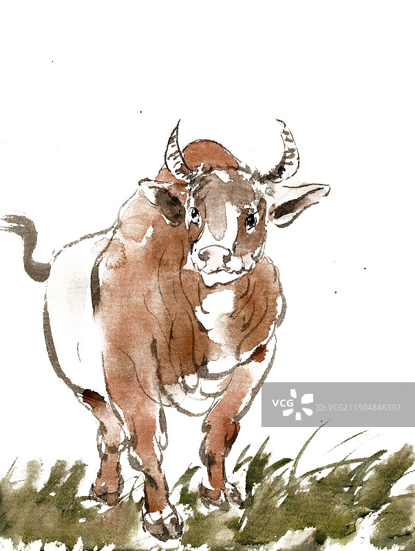 草地上的黄牛图片素材