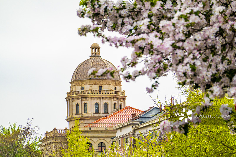 天津五大道海棠花图片素材