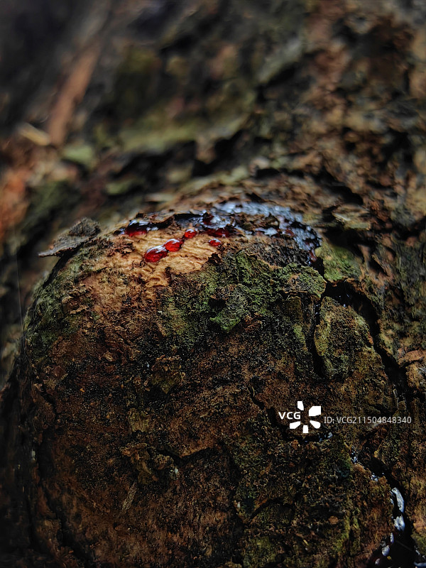 受伤树干上分泌出的红色汁液图片素材