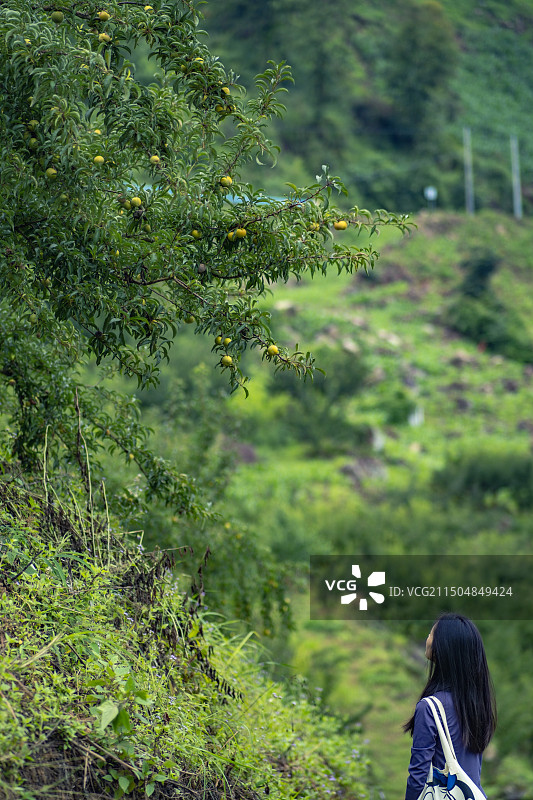 贵州望谟：“爱马仕”蜂糖李甜了谁？图片素材