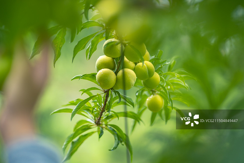 贵州望谟：“爱马仕”蜂糖李甜了谁？图片素材