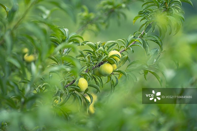 贵州望谟：“爱马仕”蜂糖李甜了谁？图片素材