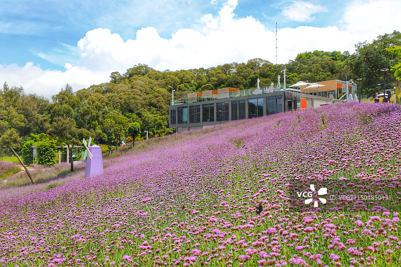 梅海花台～马鞭草图片素材