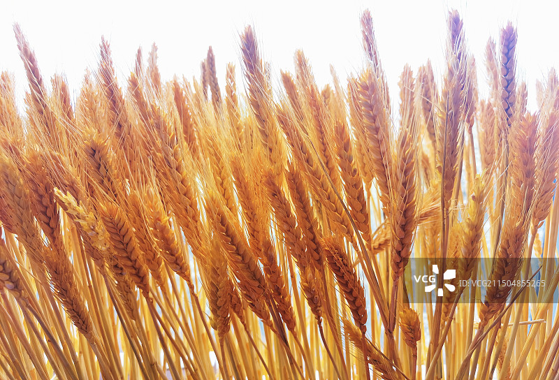 成熟金黄的小麦穗图片素材