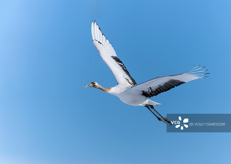 丹顶鹤图片素材