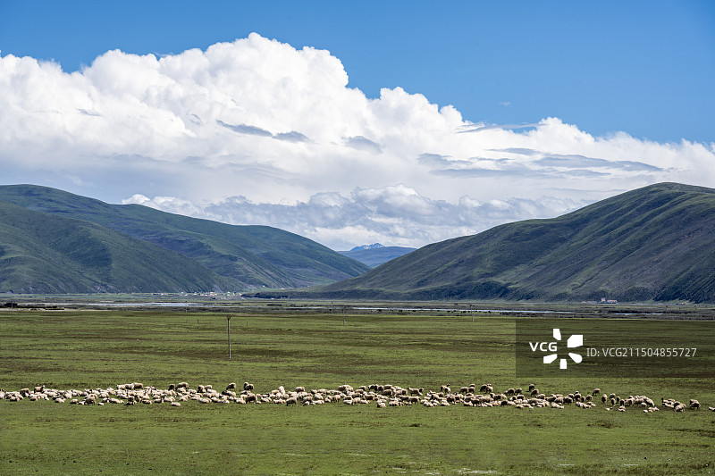 牛羊成群，天蓝云低，雪山草原，高原牧场图片素材