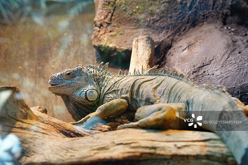 岩石上鬣蜥的特写镜头图片素材