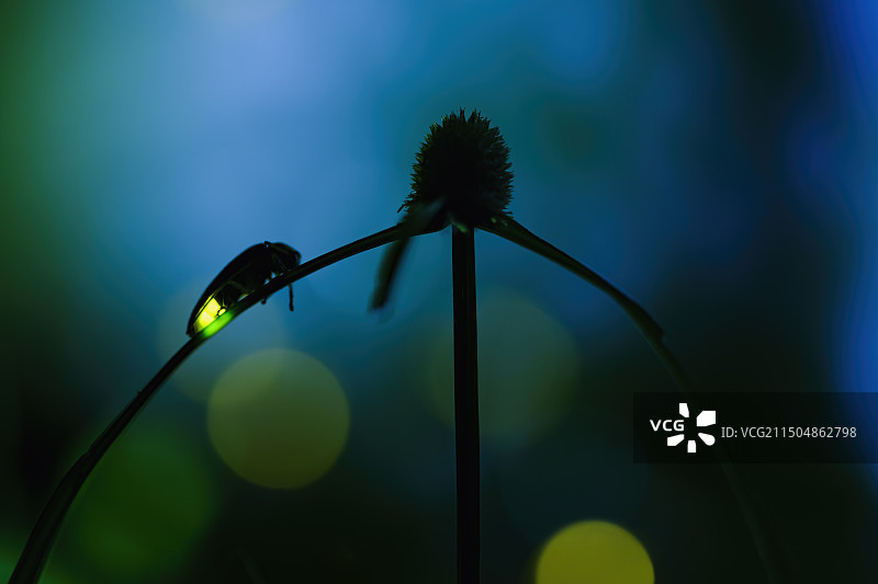 萤火虫图片素材