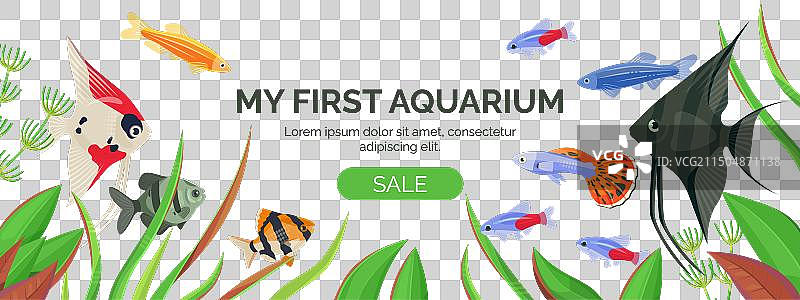 带有各种观赏鱼的banner图片素材