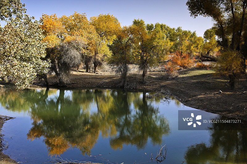 新疆沙雅县胡杨林图片素材