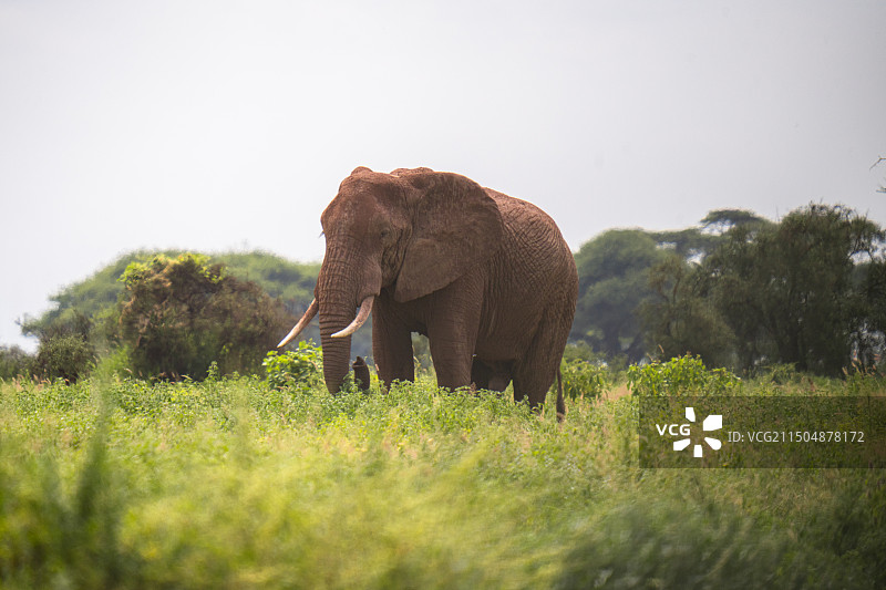 肯尼亚安博塞利的非洲象图片素材