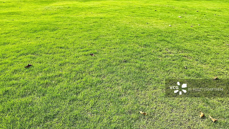 碧绿大草地图片素材