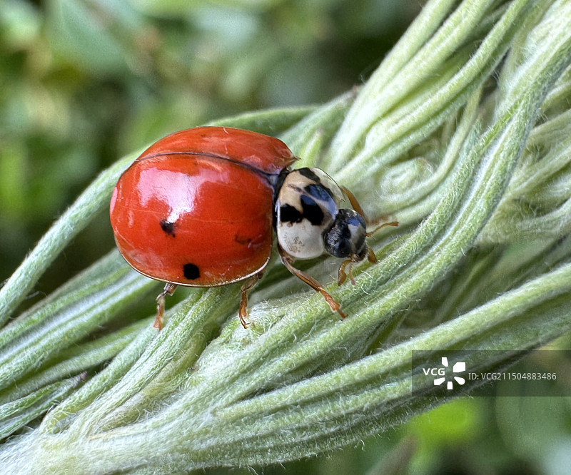 四星瓢虫图片素材