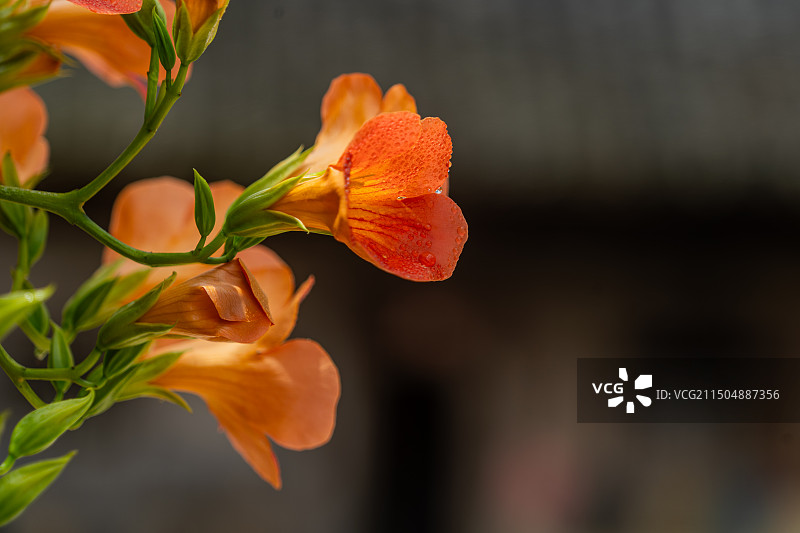 凌霄花特写图片素材