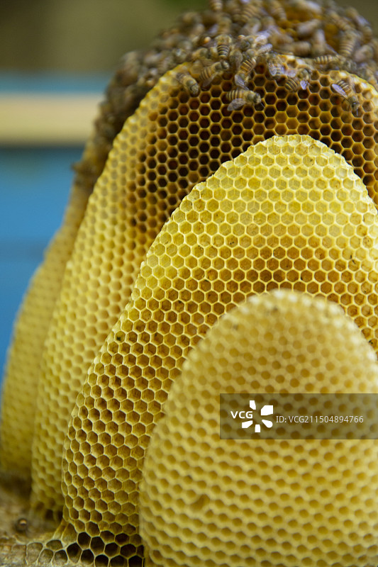 山里野生蜜蜂的蜂巢图片素材