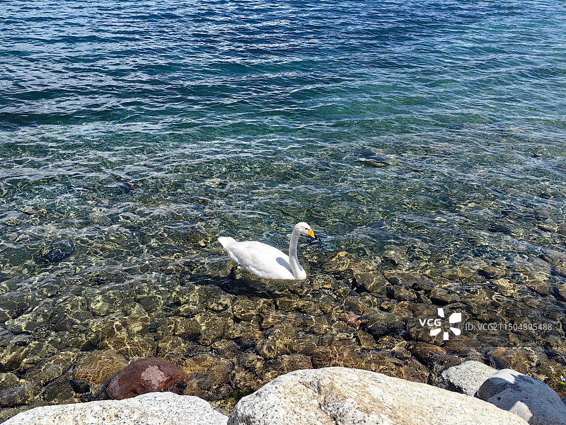 赛里木湖的天鹅图片素材