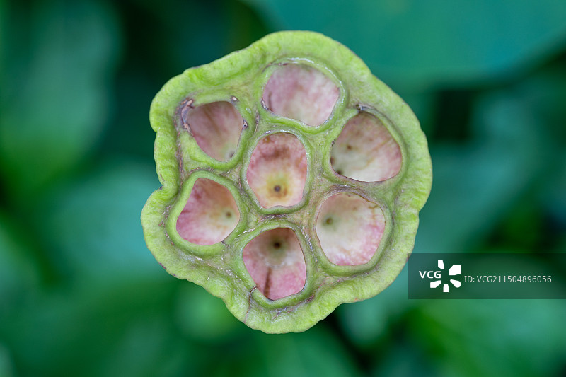 夏日荷花凋谢后枝头留下的各式莲蓬莲房图片素材