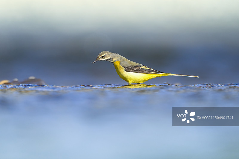 灰鹡鸰图片素材