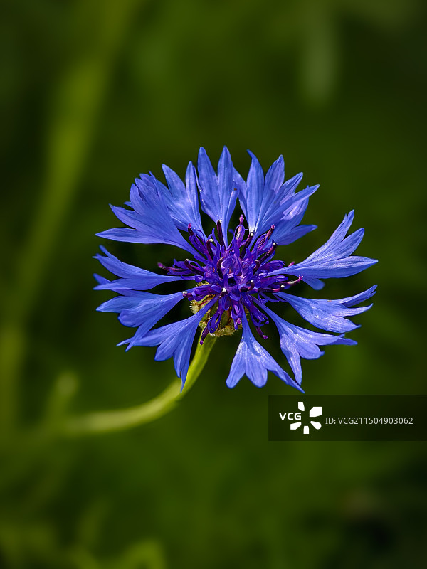 矢车菊图片素材