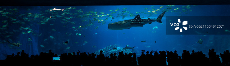 珠海长隆海洋王国【深蓝治愈】图片素材
