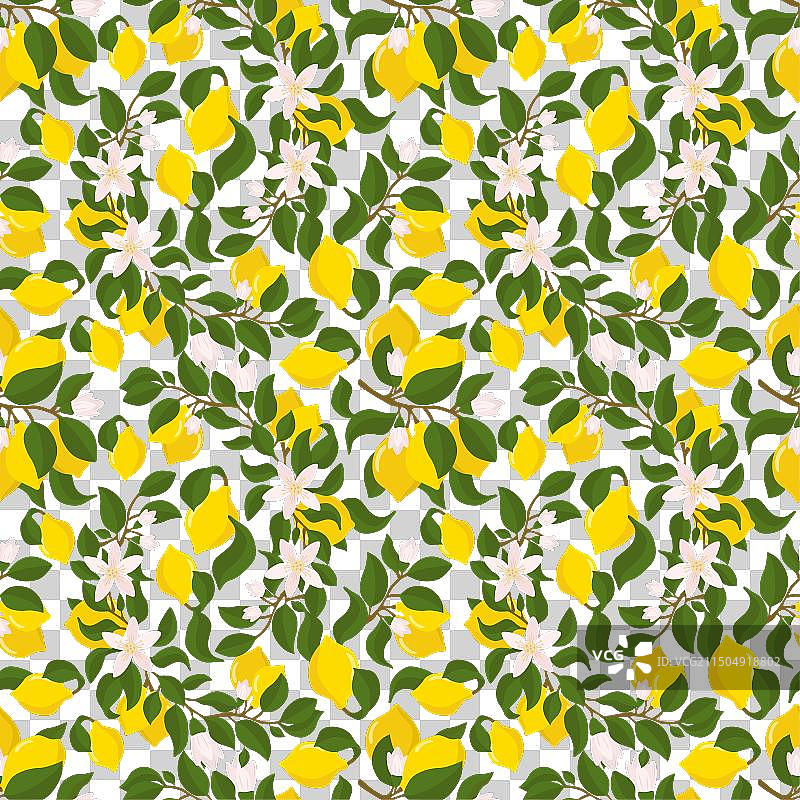 柠檬枝柠檬花夏季图案图片素材