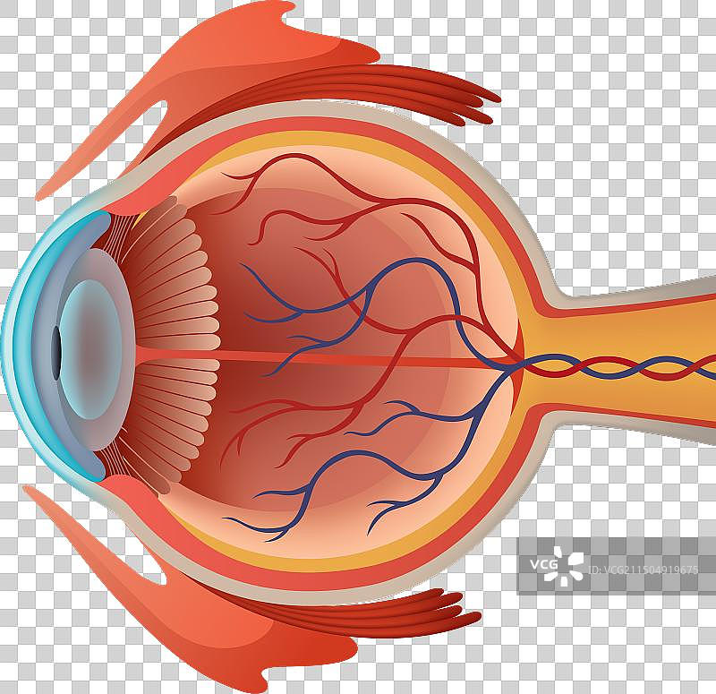 人眼解剖结构信息图（含内部结构）图片素材