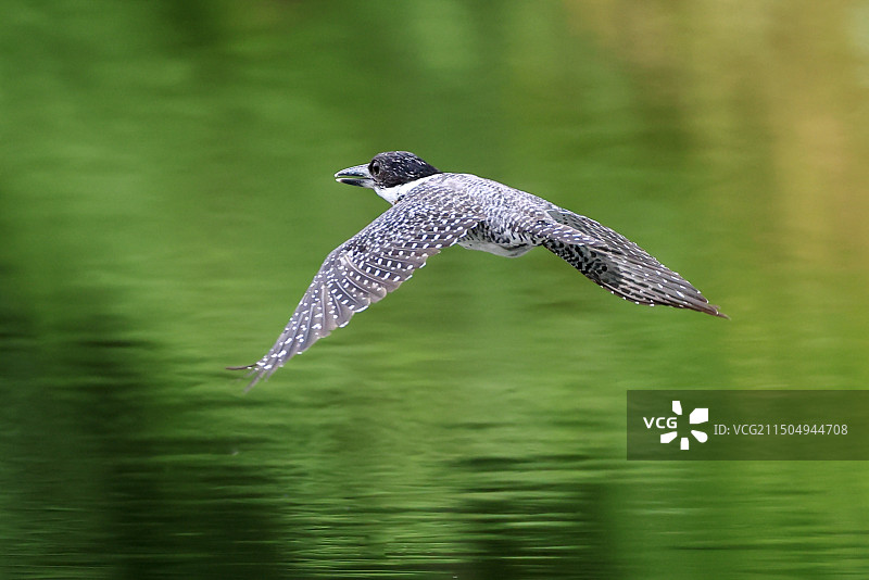 飞过河面的冠鱼狗图片素材