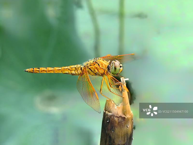 薄翅蜻蜓图片素材