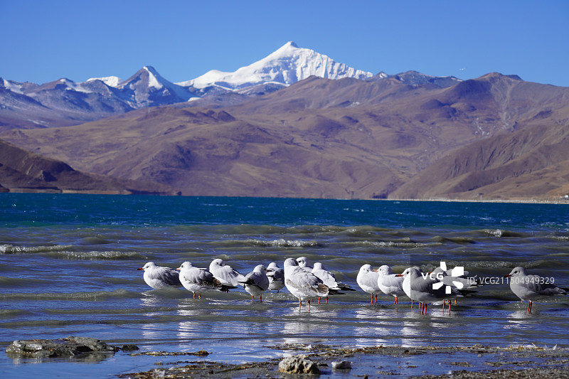 西藏 | 缺氧不缺信仰的地方图片素材