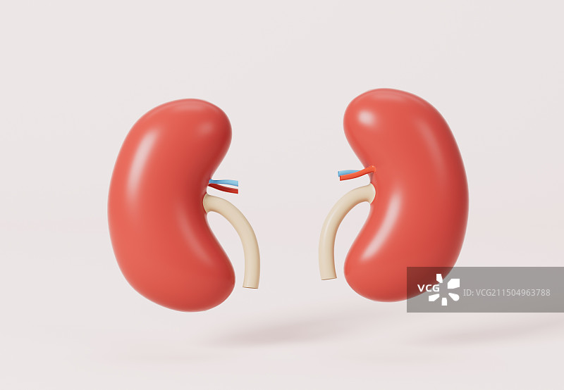 人体器官肾脏3D插画图片素材
