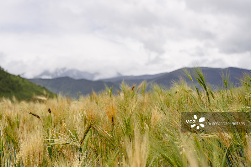 中国云南迪庆州少数民族的一片快成熟的青稞种植田图片素材