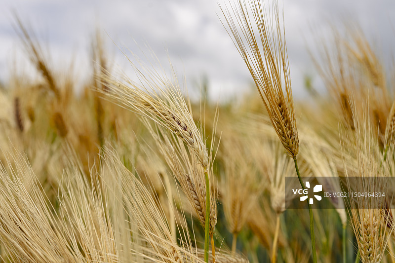 中国云南迪庆州少数民族的一片快成熟的青稞种植田图片素材