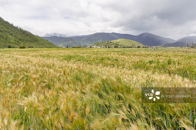 中国云南迪庆州少数民族的一片快成熟的青稞种植田图片素材