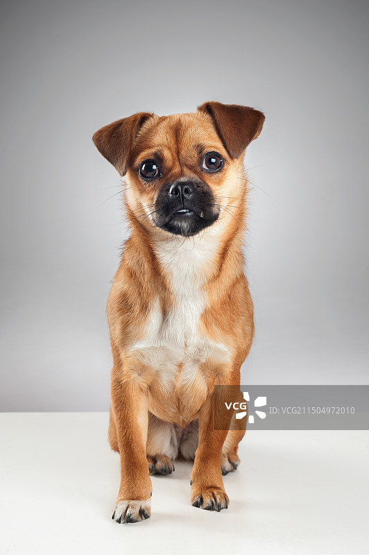 宠物狗动物肖像图片素材