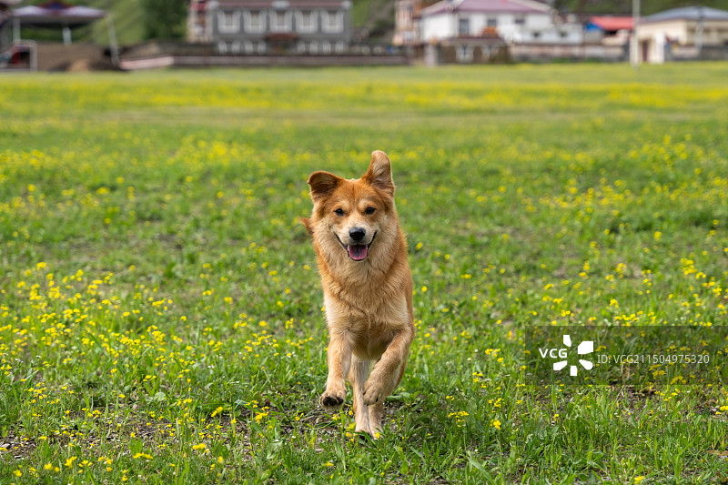 奔跑的小狗图片素材