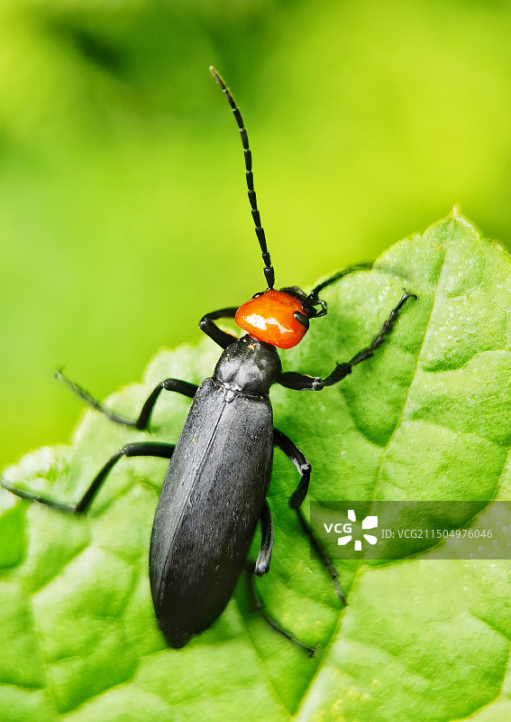 红头昆虫图片素材