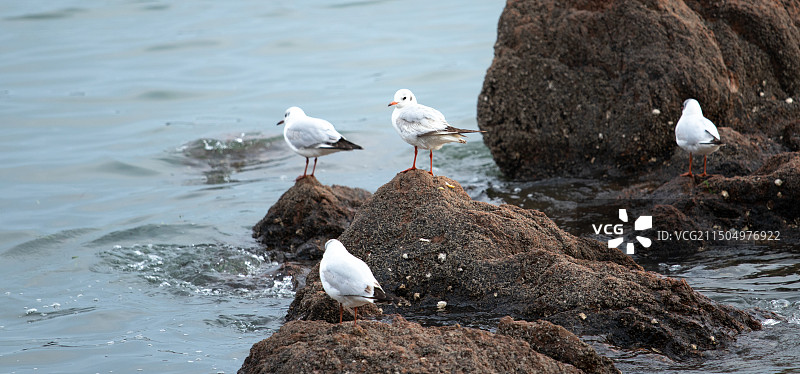 青岛栈桥海鸥图片素材