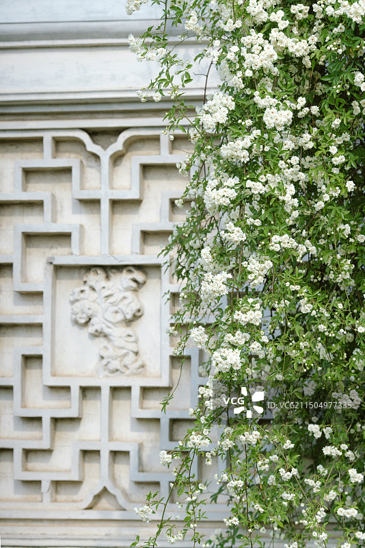 网师园木香花图片素材