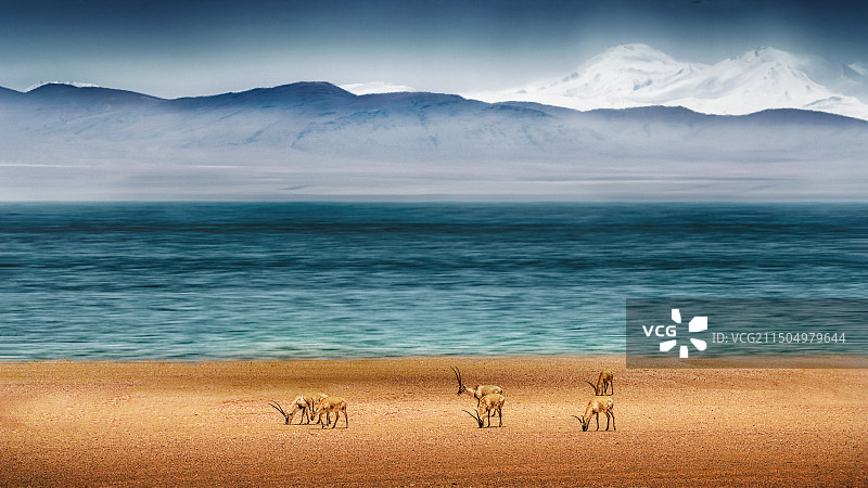 藏羚羊图片素材